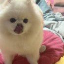 여시까까