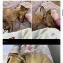 깊은 치유 | 사랑으로 함께한 깊은 치유와 축복의 시간, 애니멀 플레이스먼트 후기