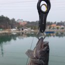 건지공원 | 겨울 시즌 이만한 곳이 없죠.. 선재낚시공원 루어존 우럭낚시 후기 [25.12.19]