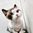 잔다냥 성남점 이미지