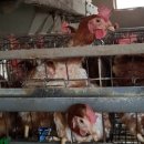 달성축산동물병원 이미지