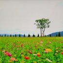 곡성묘천 이미지