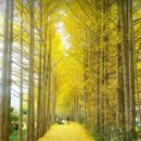 2025년11월14일[금]나주 산림연구원의 메타세콰이어와 남평은행나무길과 영산강황포돛배!! 이미지