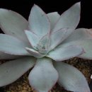 경석농장 이미지