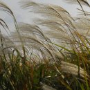 갈대이야기 이미지