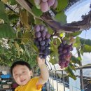 약대농장 이미지