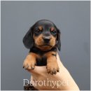 대구강아지분양 도로시펫 이미지