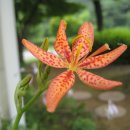 군위장곡자연휴양림 이미지