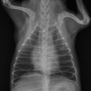 박촌강아지 이미지