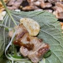 촌돼지와보리밥 이미지