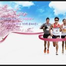 [4월 단체참가대회 안내] 2014년 4월 6일 일요일 13회 합천벚꽃마라톤 대회 이미지