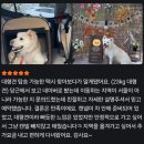 은평구 펫택시 가치타개, 불광-&gt;시흥, 대형견 장거리 이동, [호두네 아지트] 후기