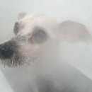 멍테일즈 이미지