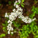 보령 무궁화 수목원, 바이더오 카페 (4월 19일 출사) 이미지