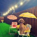 야미뽀 네이버블로그