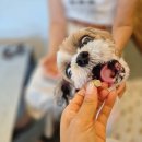 황금 펫 수제간식 | 걱정 없는 부드러운 강아지수제간식 추천🐶 | 100% 국내생산 강아지 노즈워크 소프트간식 펫수제샵 후기✨