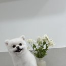 땡큐 펫 살롱 이미지