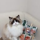 더펫프리미엄 | 고양이 본능을 깨워주는 와즈펫 프리미엄 습식 후기