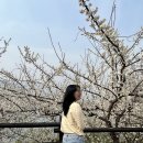 서천둔치(장군교 입구) 화장실 | 2024 광양 매화축제 기본 정보_주차장, 셔틀버스, 개화 현황, 매표소, 먹거리, 포토존