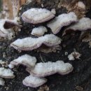 버섯도감 - 주름버섯綱 - 구멍장이버섯目 - 구멍장이버섯科 - 기와옷솔버섯 이미지