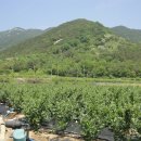 천자봉 농장 이미지