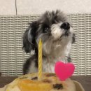 댕케이크 이미지