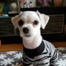 그루밍125 네이버블로그