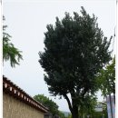 [20170819]가을맞이 서울도심 5산(인왕산ㆍ북한산ㆍ백련산ㆍ고은산ㆍ안산) 걷기를 다녀오다
