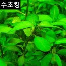 하이그로 이미지