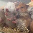 선셋 햄스터리 이미지