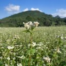 피크바이크(PEAK BIKE) | 하동 북천 코스모스 축제에서 즐기는 레일바이크와 애견 동반 가능 여부