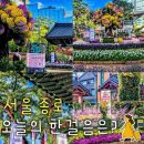 서04-414 | 서울 10월 행사 조계사 국화축제 위치 주차장 시간 기간 핑크뮬리 국화빵