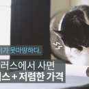 펫플러스 이미지