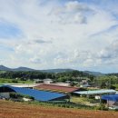 함평흑염소 이미지