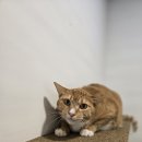 묘한쉼터 이미지