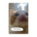 사바이 이미지