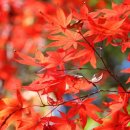 단풍약국 이미지