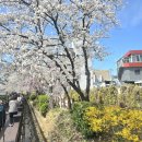신영산로 | 창녕 연지못 수양벚꽃 개화상황 (3월30일 촬영)