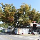 느티나무 이미지