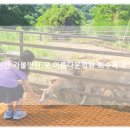 카페화수목 | 천안가볼한곳 천안베이커리카페 아름다운정원화수목 브런치와 동물체험까지 알찼던 주말 후기!