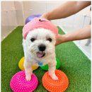 부산애견호텔 애견유치원 맘바이 부산북구점 | 안전하고 편안한 부산애견호텔! 부산애견호텔 애견유치원 맘바이 부산북구점