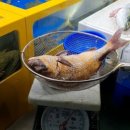 활어회대게 도매센타 이미지