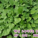 싱싱 파릇파릇 이미지