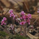 분홍강아지 이미지