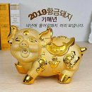 황금돼지 Daum카페