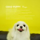 꼬야애견 이미지