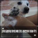 비누애견 | 강아지 곰팡이성 피부염 링웜 피부병 원인과 관리, 강아지 비누 리프앤로어 치유바 애견목욕 후기
