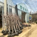 충북 옥천 묘목 구매 나들이 - 옥천중앙농원, 옥천충북농원, 옥천해오름