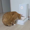 새벽노을 | 고양이 자동급식기 추천, 바램펫 밀리 스마트 급식기 노을이 비만 잡은 후기