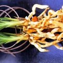 한국춘란과 연부병(軟腐病/무름병,Bacterial Soft Rot )/03 이미지